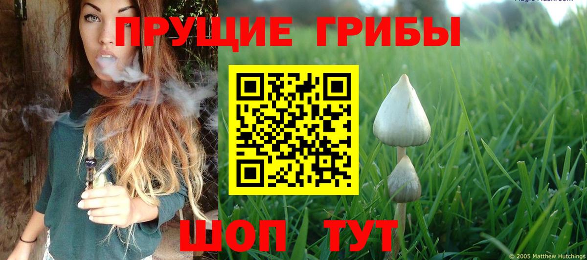 Галлюциногенные грибы Psilocybine cubensis Апшеронск
